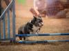 Country Dog Show 2025